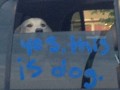 Yes this is the dog