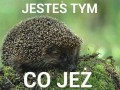 Jestę jeżę