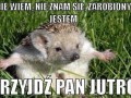 Przyjdź pan jutro