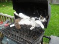 Kot grillowany