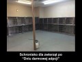 Gdyby adopcje były darmowe