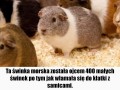 Twarz zwycięzcy