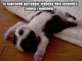 Potrzebuję