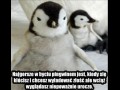 Bycie pingwinem