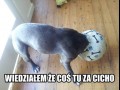 Cos tu za cicho