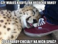 Vansy 