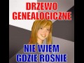 Drzewo genealogiczne