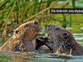 Bobrem