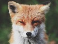 What the fox say