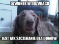Zjarany burek