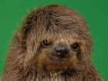 Mała chewbacca