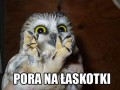 Pora na łaskotanie