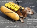 Hot dog