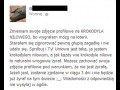 Głupie żyrafy
