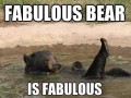 Fabulous bear