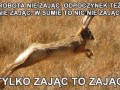Zając