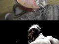 Banecat