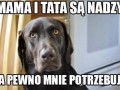 Przemyślenia psa