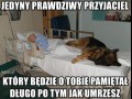 Ten pies zagłodził się na śmierć po tym jak chłopiec umarł