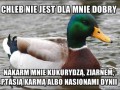 Chleb nie jest dla mnie dobry