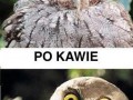Przed i po kawie