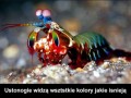 Kolorowy skubaniec