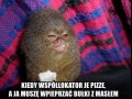 Kiedy współlokator