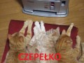 Czepełko