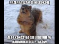 Wiewiór