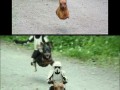 Star wars dogs