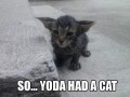 Więc mówisz że yoda miał kota