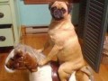 Khal dog