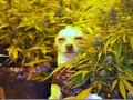 Ganja d
