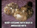 Tak powstają koty