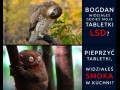 Sld