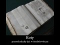 Historia kotów