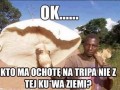Kto ma ochotę na tripa