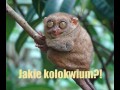 Jaki kolos