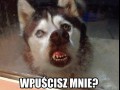 Wpuścisz