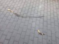 Pierwszy raz w historii