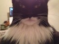 Batman cat
