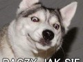 Azor