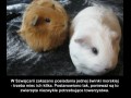 W szwajcarii nie możesz mieć jednej świnki morskiej