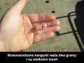 Nowonarodzony kangur