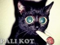 Pali kot