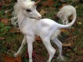 Unicorn 1