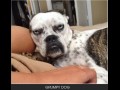 Grumpy dog