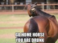 Go home horse