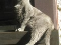 Topcatls