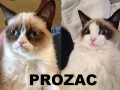 Prozac